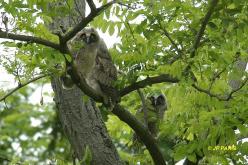 Hibou moyen-duc